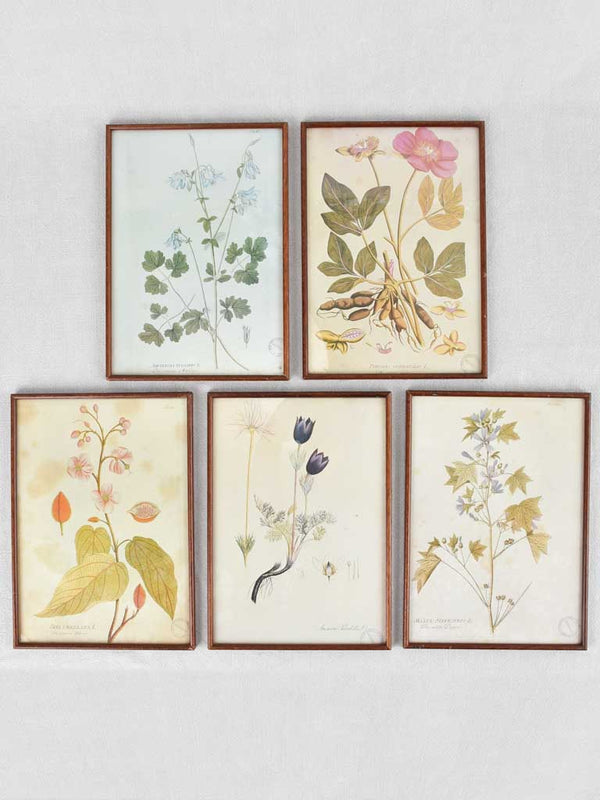 Collection of 5 framed botanic prints - early 20th century 12¼" x 8¾"