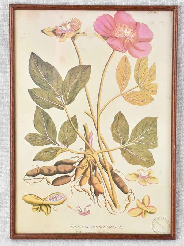Collection of 5 framed botanic prints - early 20th century 12¼" x 8¾"