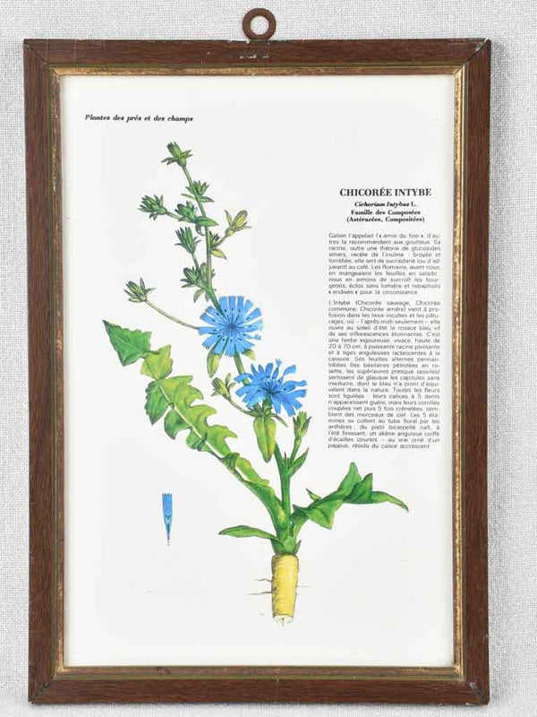 Early 20th century botanic art - chicory 12½" x 8¼"