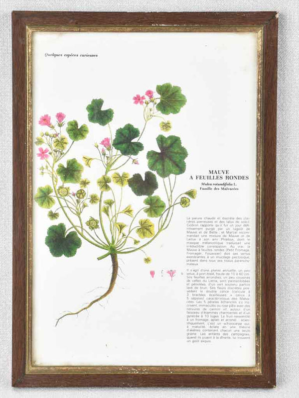 Early 20th century botanic art - mauves 12½" x 8¼"