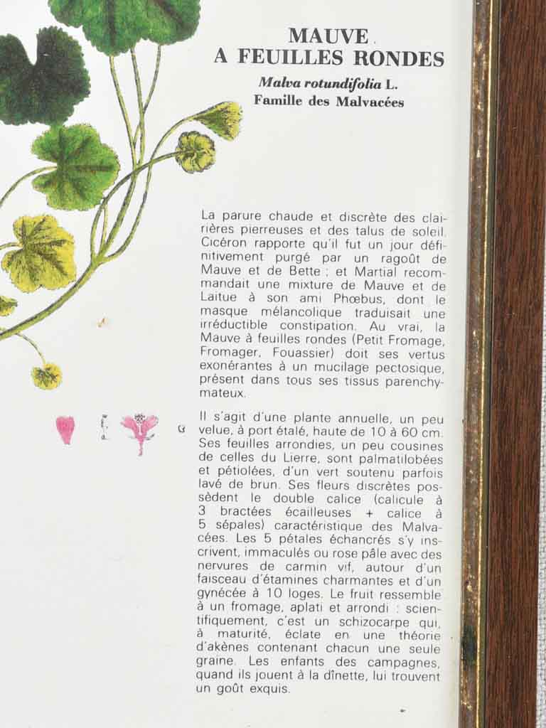 Early 20th century botanic art - mauves 12½" x 8¼"