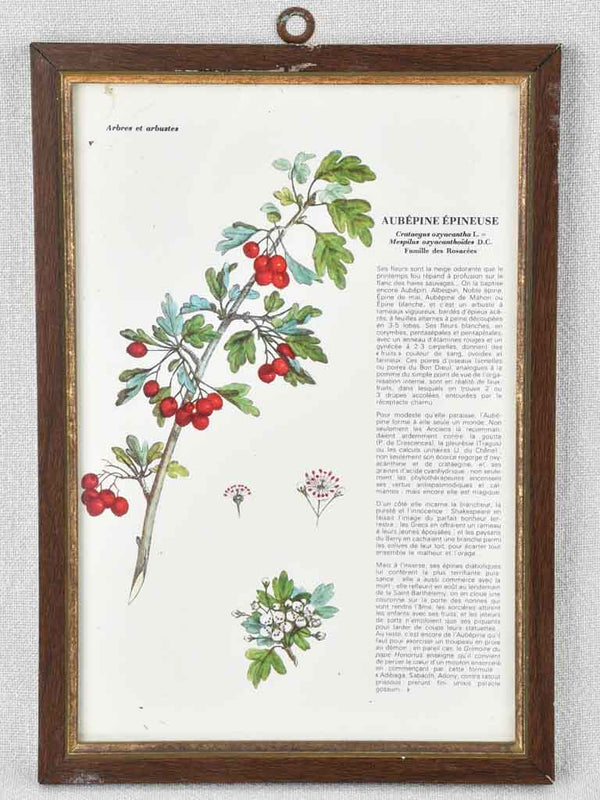 Early 20th century botanic art - aubepine 12½" x 8¼"