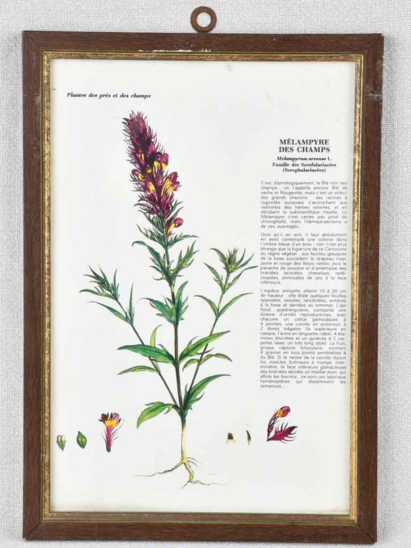 Early 20th century botanic art - melampyre des champs 12½" x 8¼"