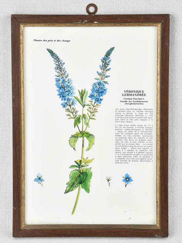 Early 20th century botanic art - Veronique Germandree 12½" x 8¼"