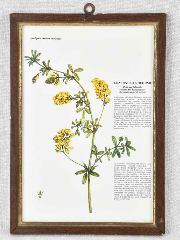 Early 20th century botanic art - luzerne falciforme 12½" x 8¼"