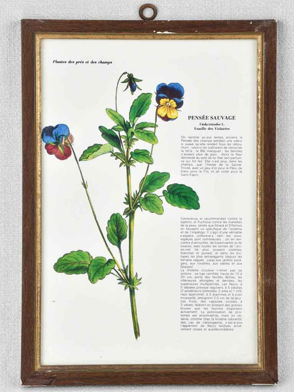 Early 20th century botanic art - wild pansy 12½" x 8¼"