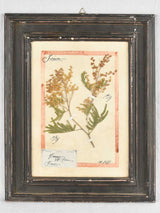 Framed botanicals in distressed black frame 20" x 16¼"