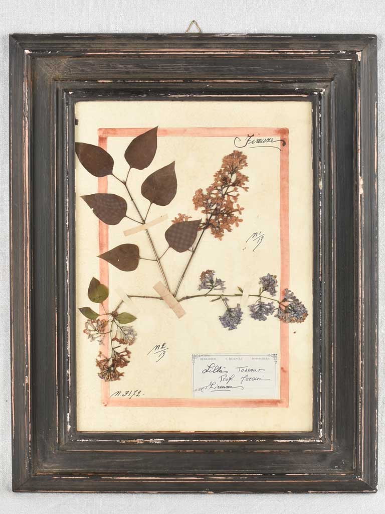 Framed botanicals in distressed black frame 20" x 16¼"