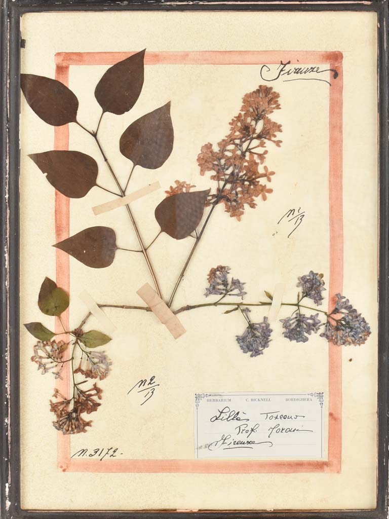 Framed botanicals in distressed black frame 20" x 16¼"