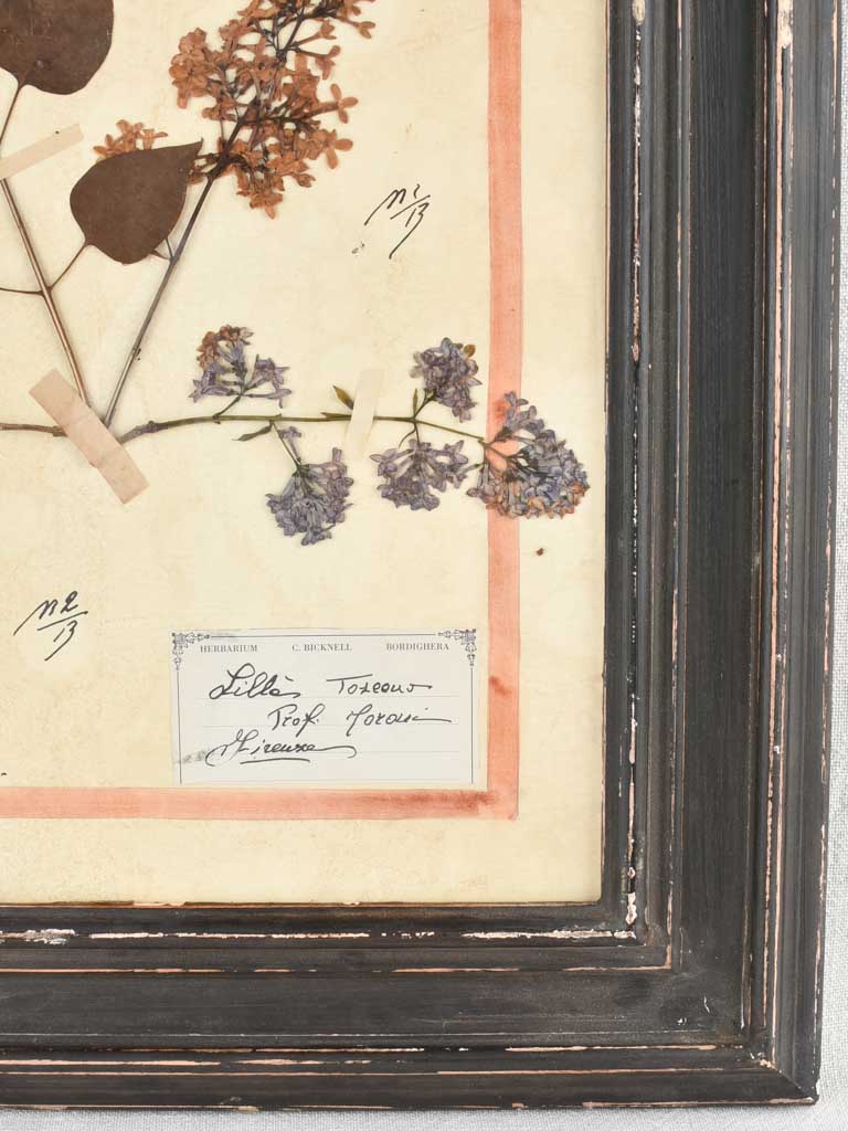 Framed botanicals in distressed black frame 20" x 16¼"