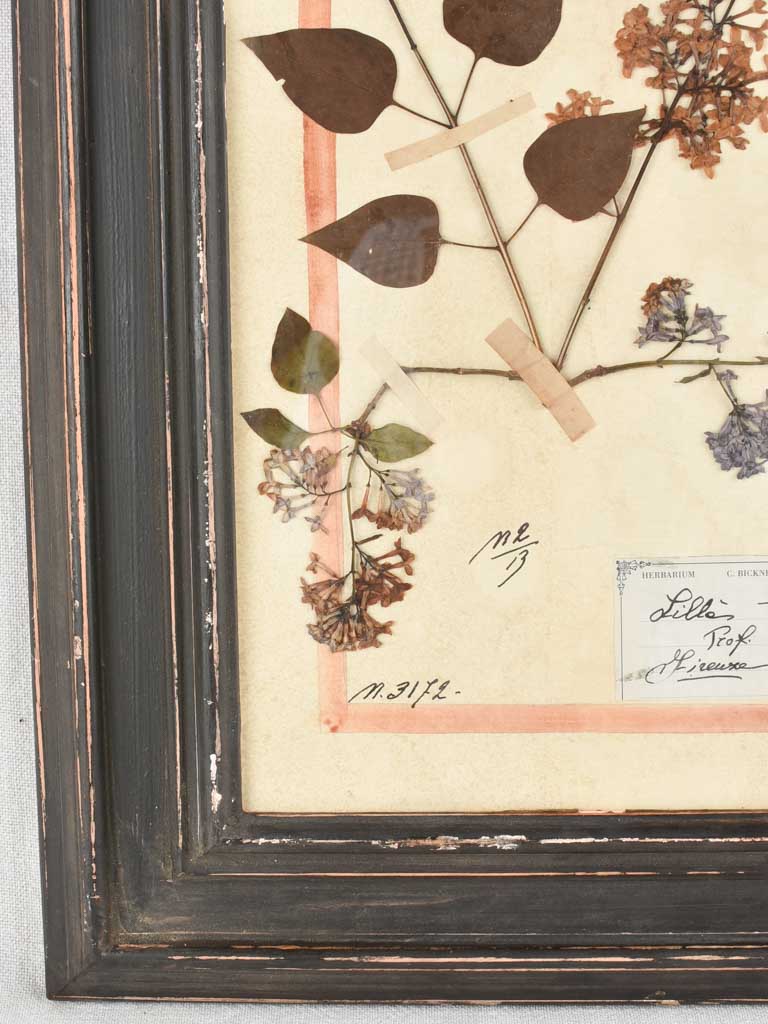 Framed botanicals in distressed black frame 20" x 16¼"