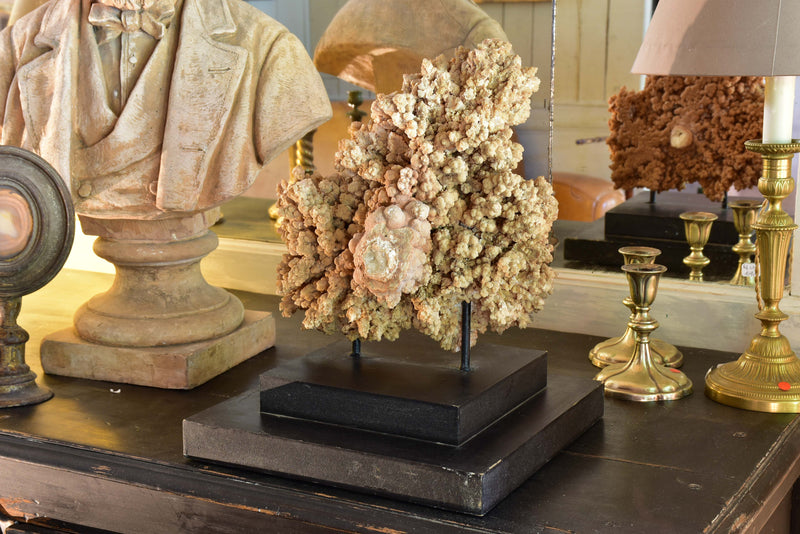 Large mounted coral on two tier square base