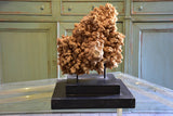 Large mounted coral on two tier square base