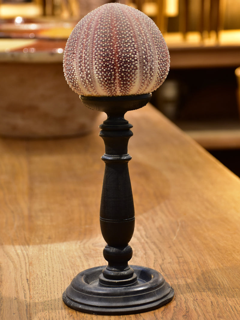 Mounted sea urchin on a Napoleon III style base