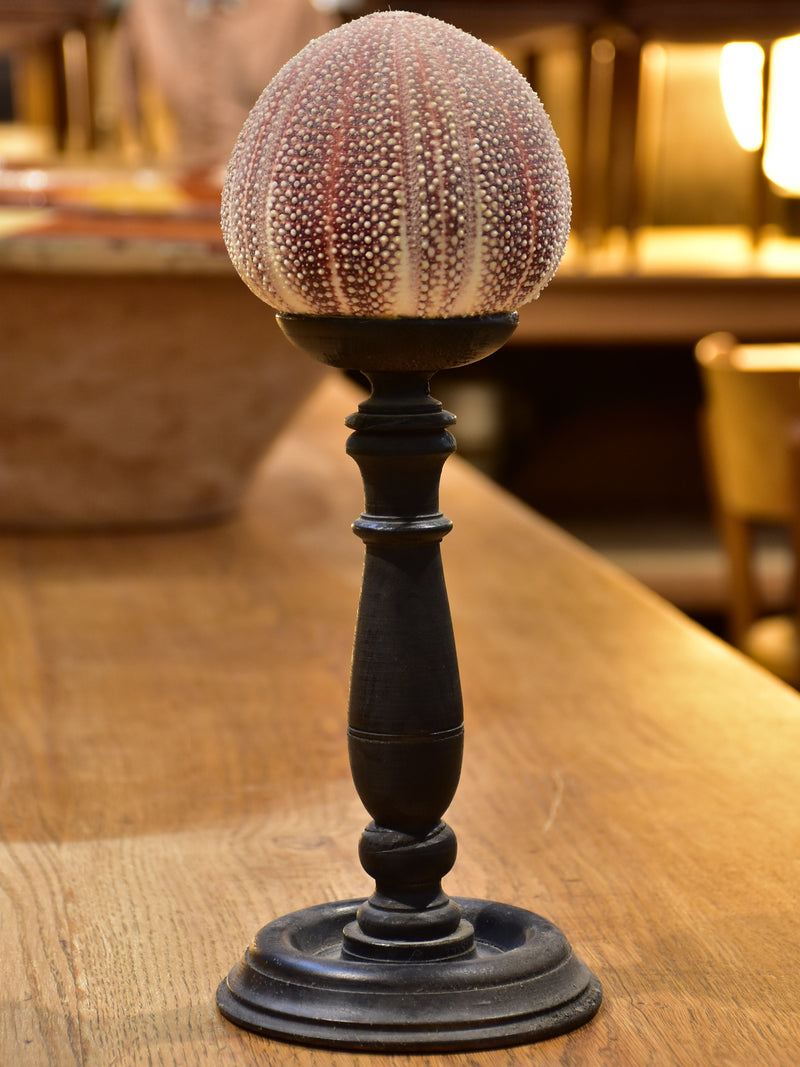 Mounted sea urchin on a Napoleon III style base
