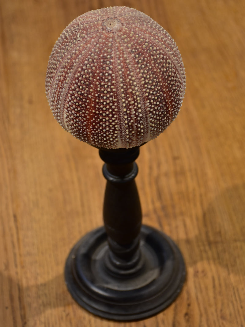 Mounted sea urchin on a Napoleon III style base