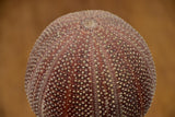 Mounted sea urchin on a Napoleon III style base