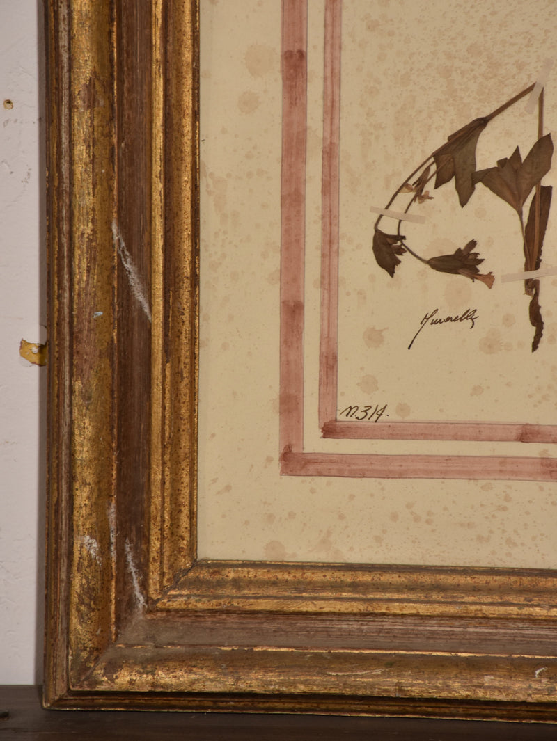 Italian botanical flowers in an antique gilded frame