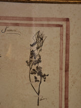 Italian botanical flowers in an antique gilded frame