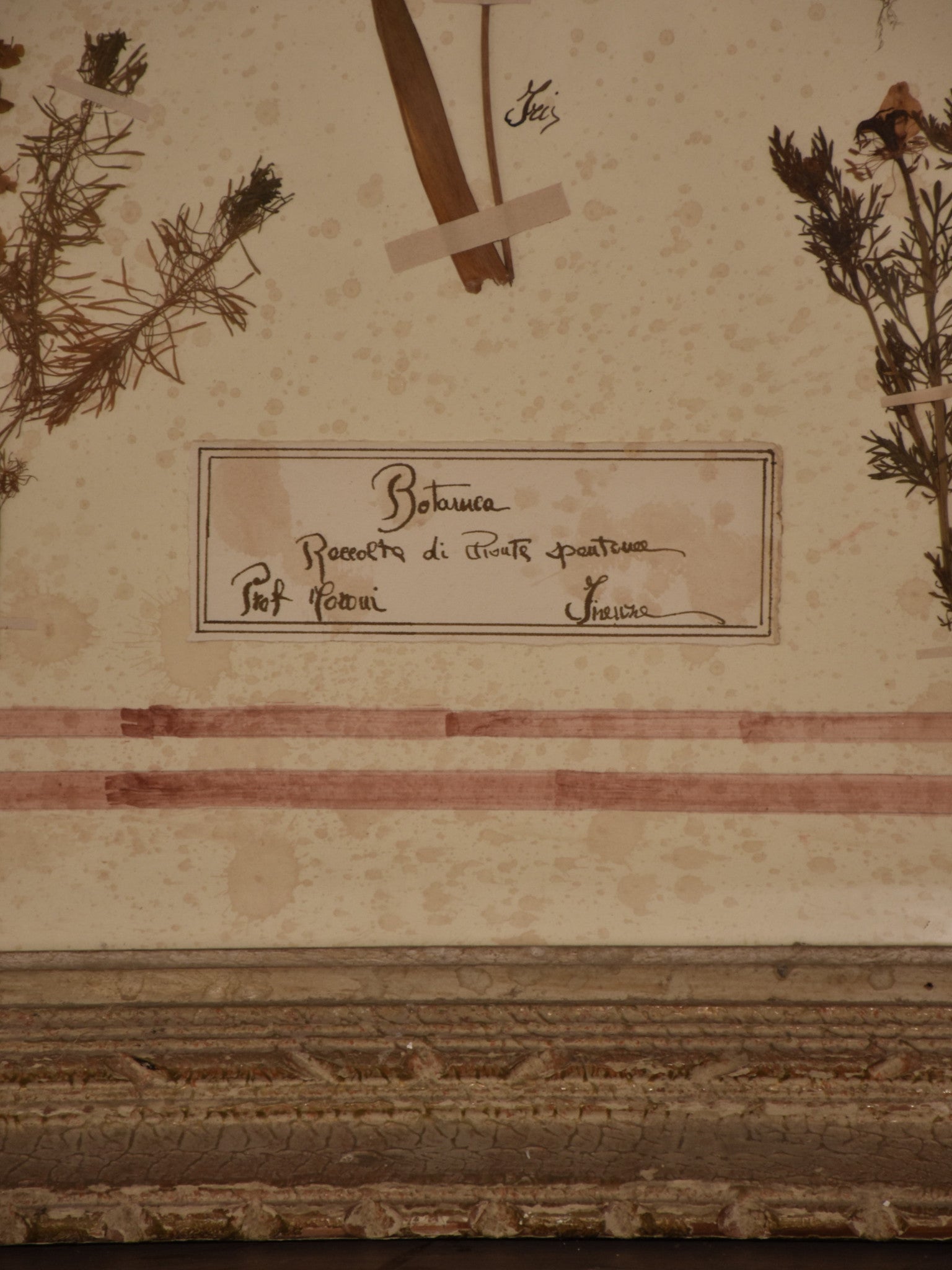 Italian botanical flowers in an antique frame