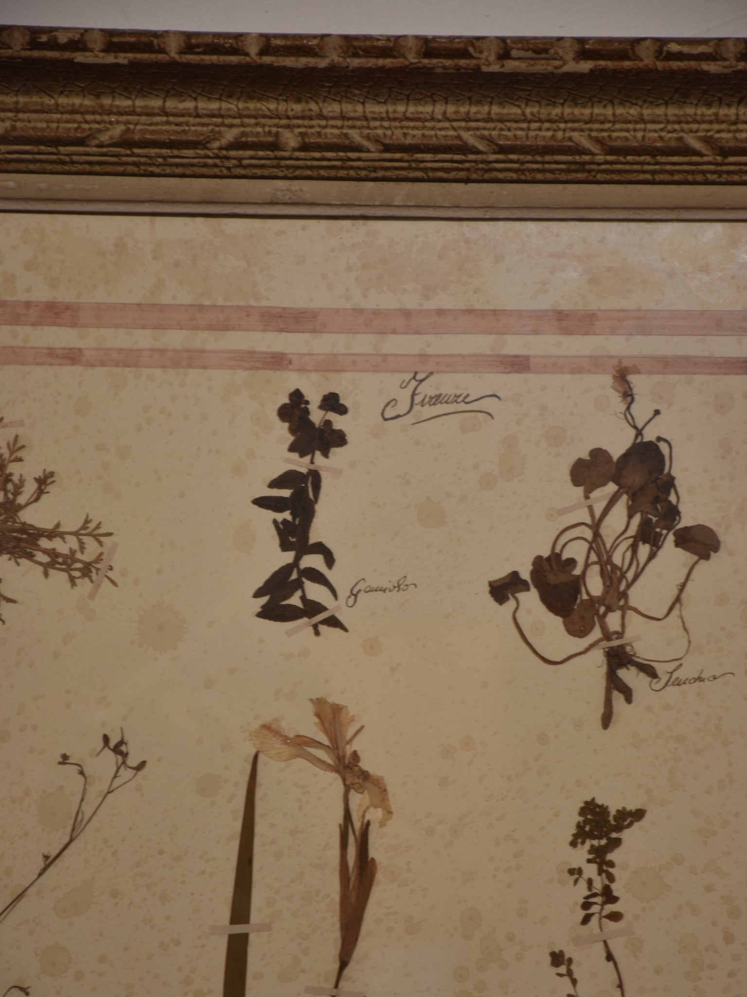 Italian botanical flowers in an antique frame