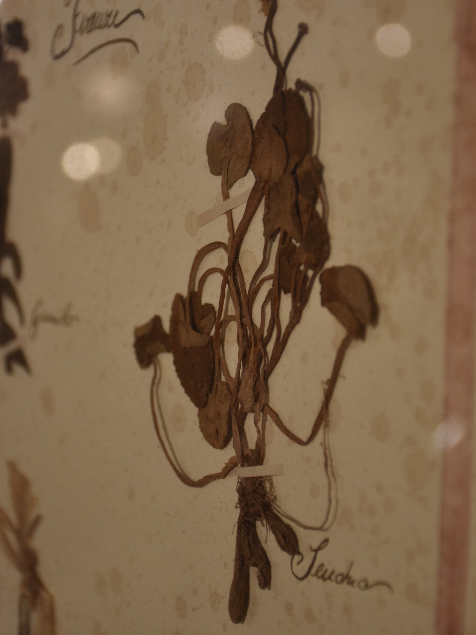 Italian botanical flowers in an antique frame