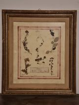 Italian botanical flowers in a 19th century frame