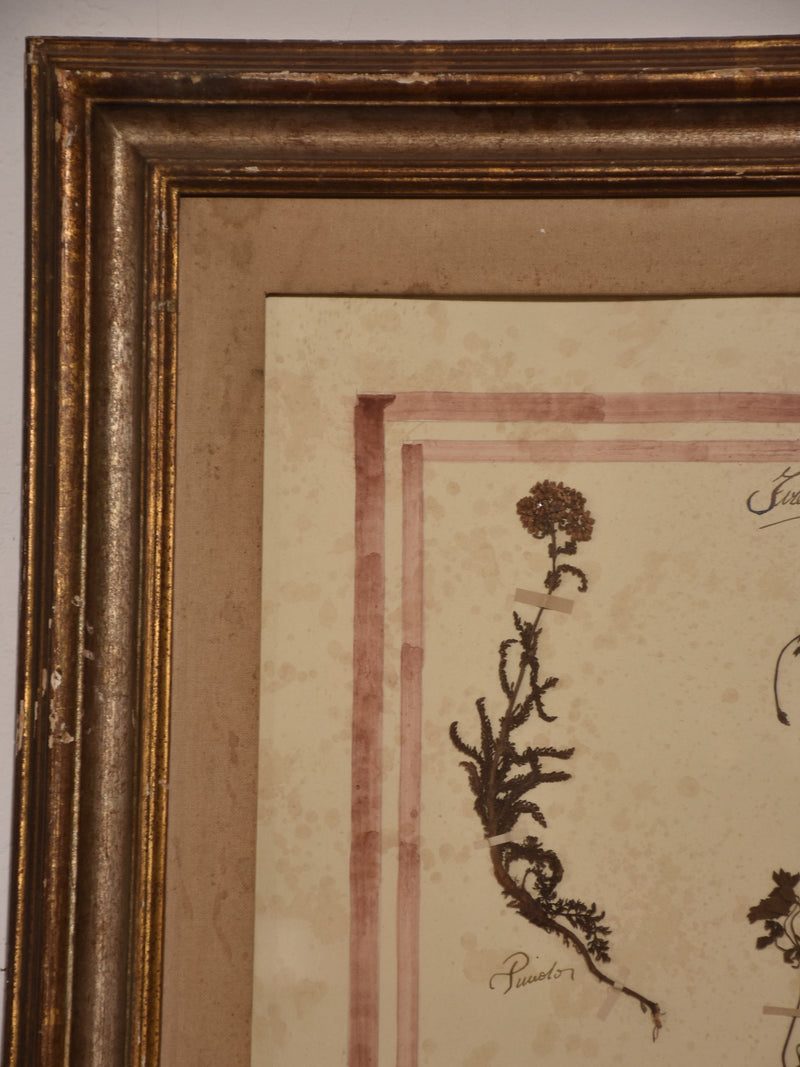Italian botanical flowers in a 19th century frame