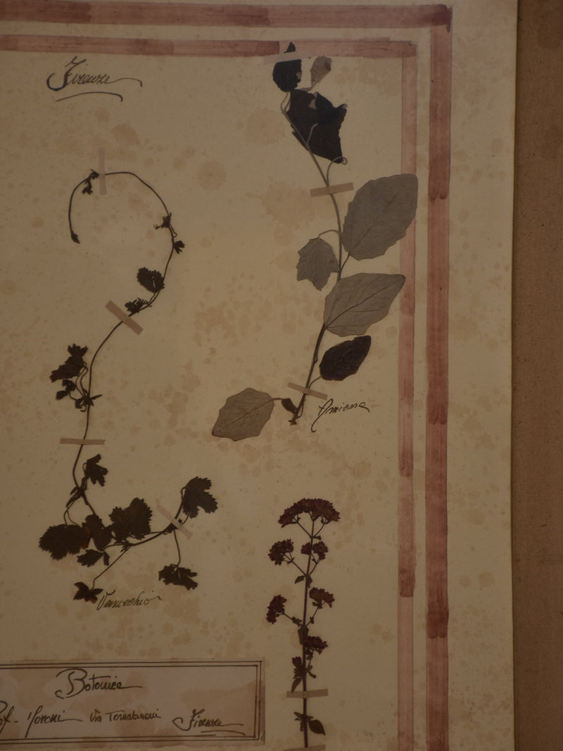 Italian botanical flowers in a 19th century frame