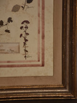 Italian botanical flowers in a 19th century frame