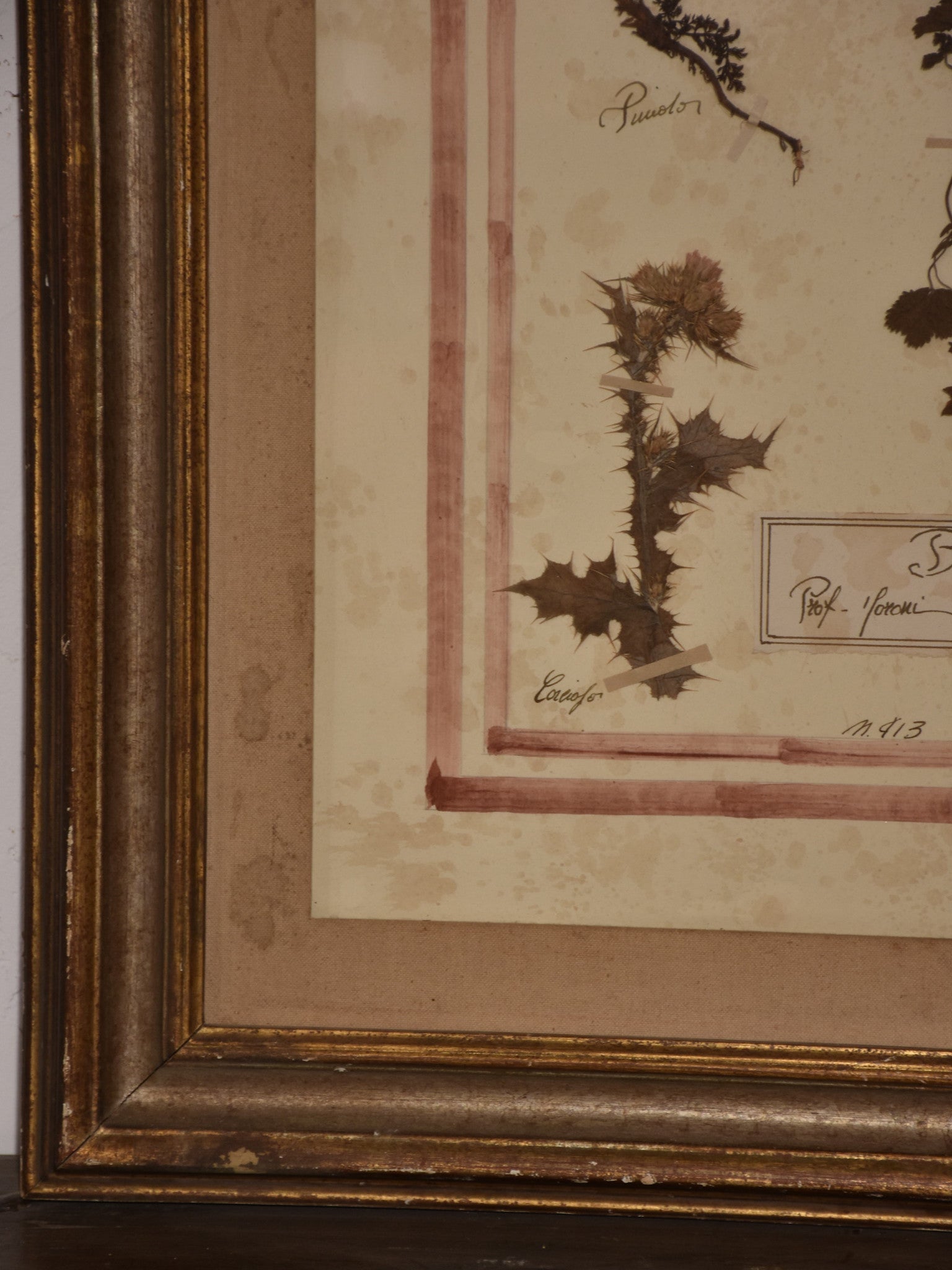 Italian botanical flowers in a 19th century frame
