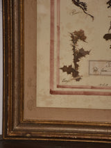 Italian botanical flowers in a 19th century frame