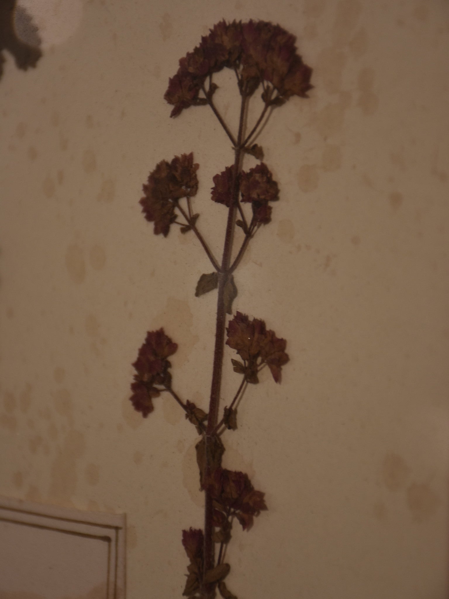 Italian botanical flowers in a 19th century frame