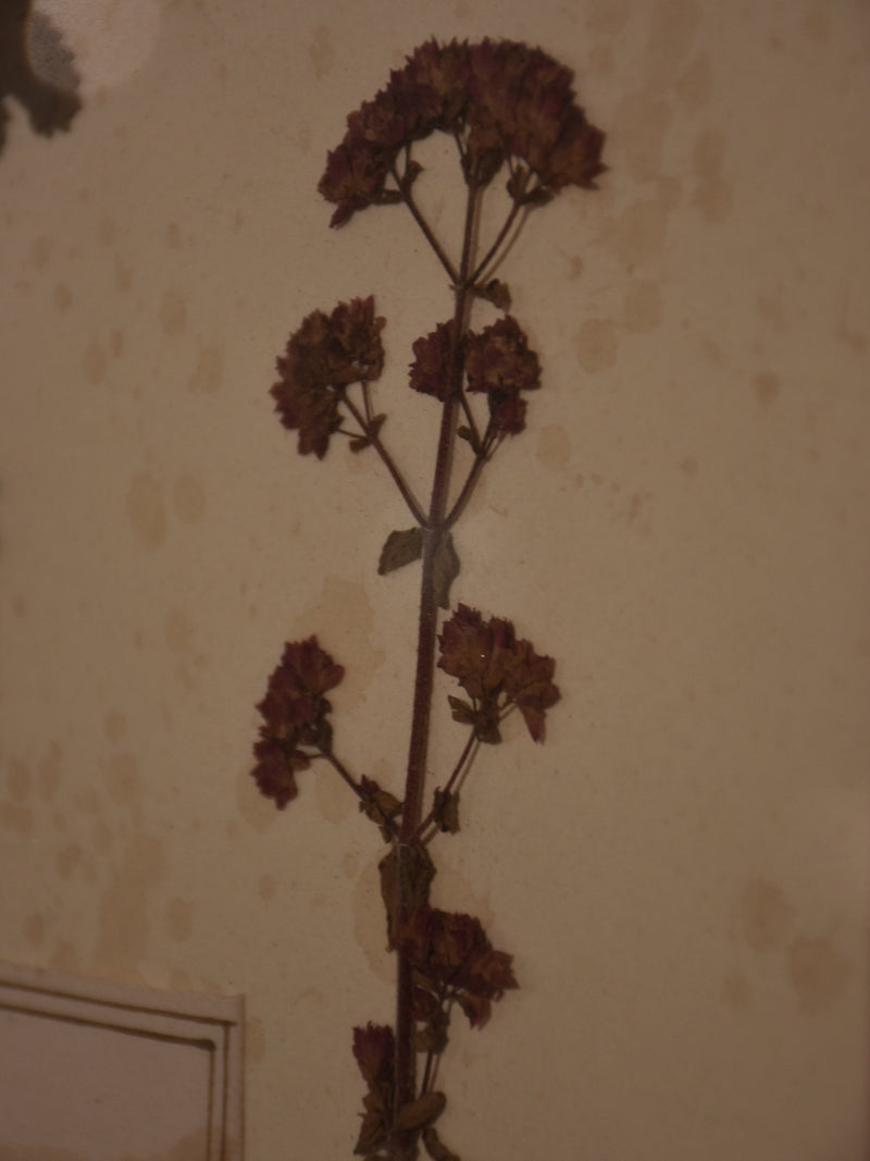 Italian botanical flowers in a 19th century frame