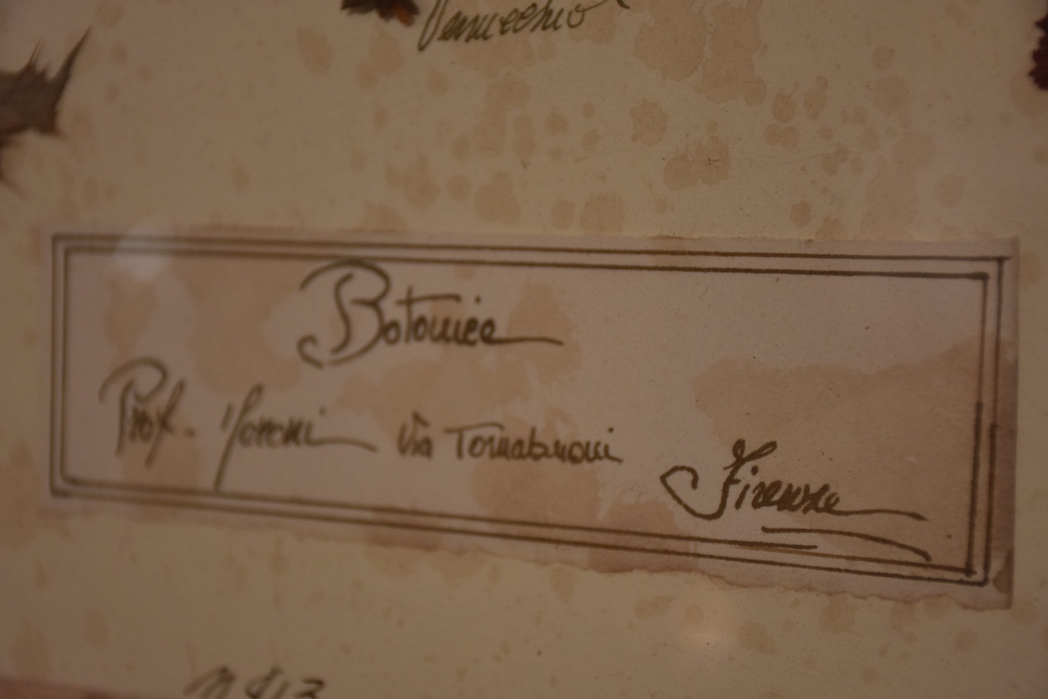 Italian botanical flowers in a 19th century frame