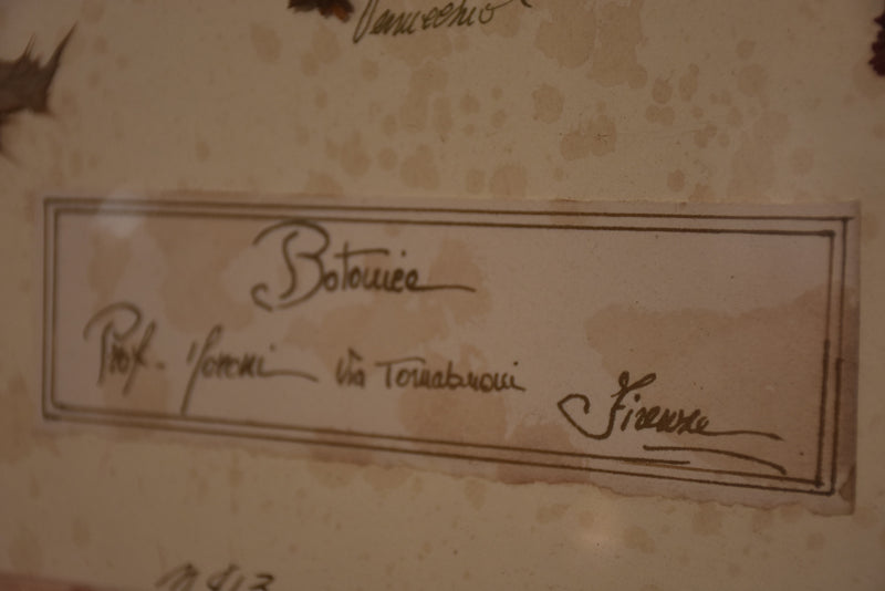 Italian botanical flowers in a 19th century frame