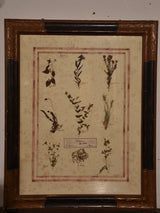 Italian botanical flowers in an antique black and brown frame