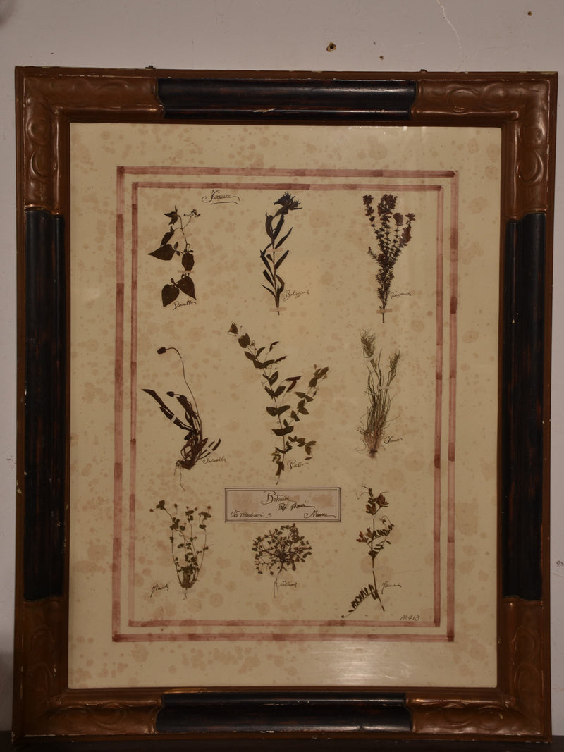 Italian botanical flowers in an antique black and brown frame