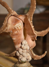 Italian mounted spider conch shell