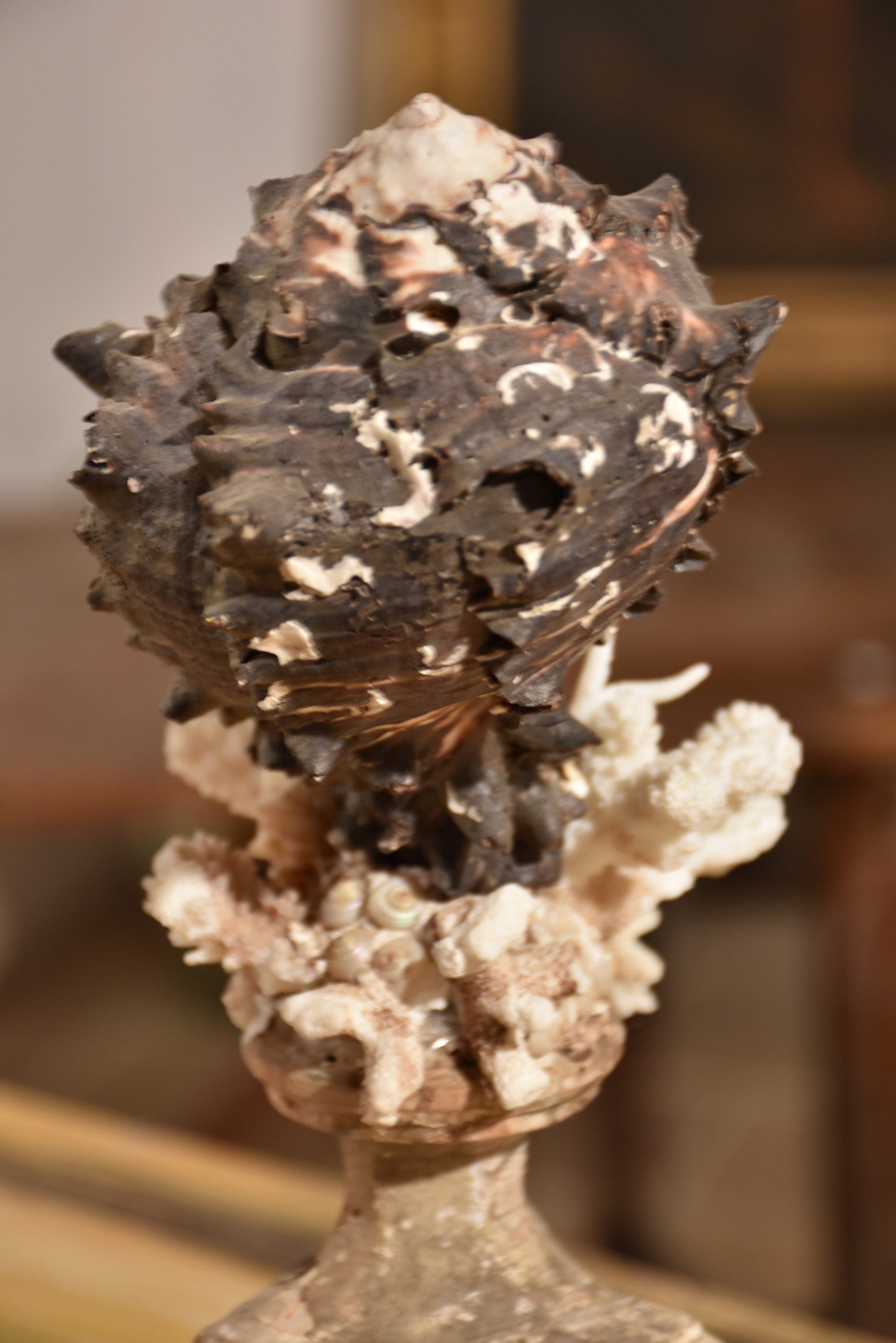 Italian mounted black crown conch shell