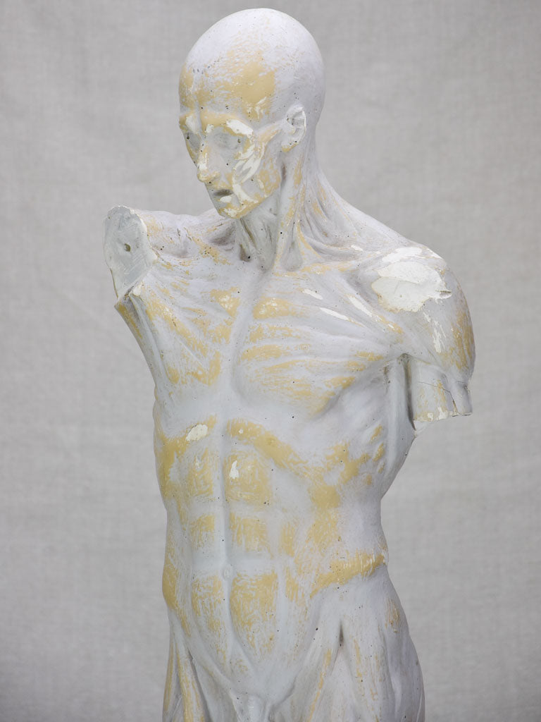 Plaster anatomical sculpture from the early twentieth century 29¼"