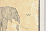 Andrea Collesano drawing - elephant & butterfly 23¾" x 32"