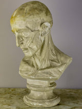 19th Century French plaster male anatomical bust