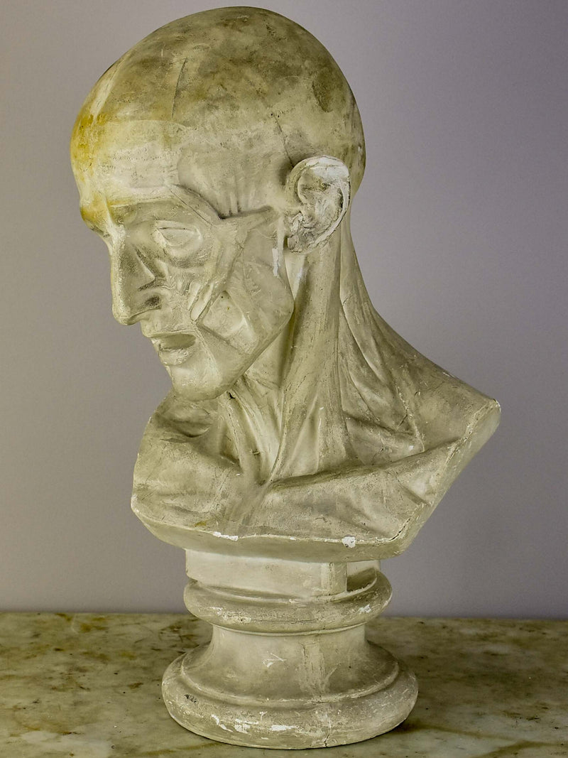 19th Century French plaster male anatomical bust