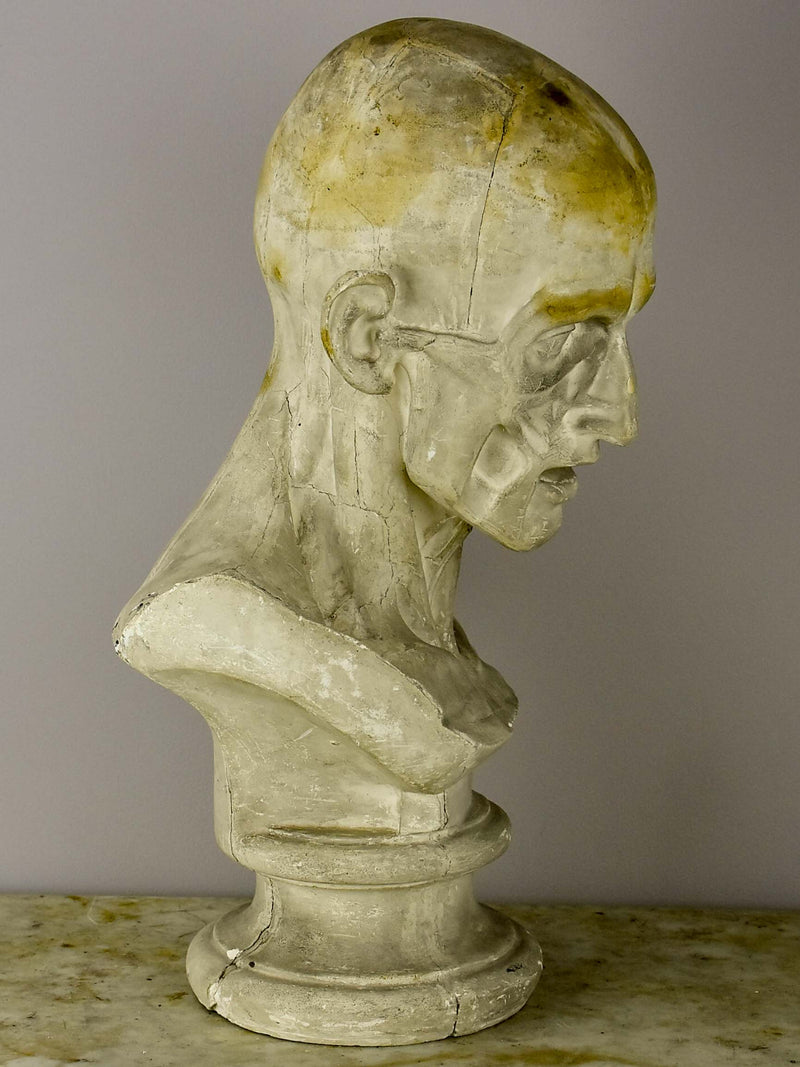 19th Century French plaster male anatomical bust