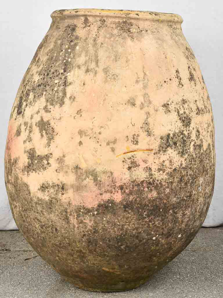 Large 19th century French olive jar - Biot jar 36¼"