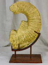Mounted nautilus fossil