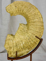 Mounted nautilus fossil