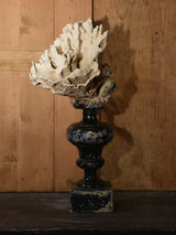 Coral specimens on antique white on black base