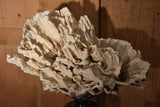 Coral specimens on antique white on black base